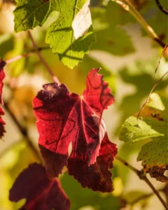 Eventi I colori dell'Autunno, pagina 4