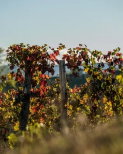 Eventi I colori dell'Autunno, pagina 2