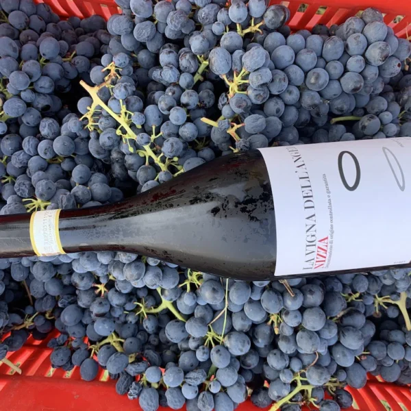 Vendemmia dell'uva a Cascina La Barbatella