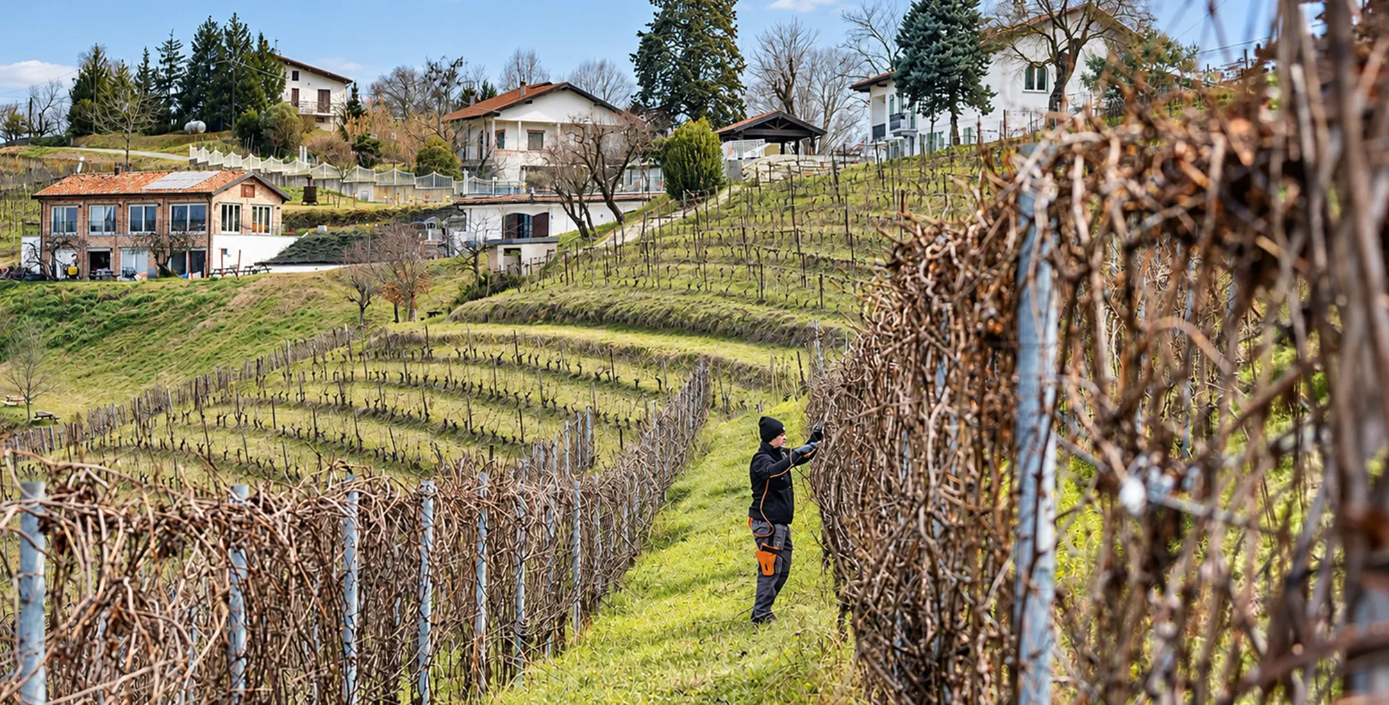 Vine pruning at La Barbatella
